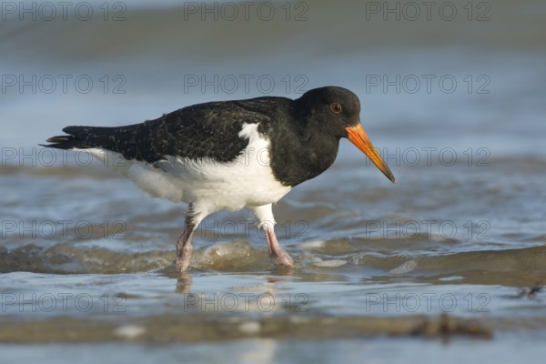 Pied Oystercatcher (Haematopus longirostris) juvenile foraging at shoreline, Victoria, Australia
