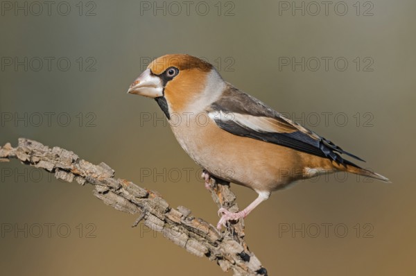 Hawfinch (Coccothraustes coccothraustes) male perched on a branch, Aosta Valley, Italy