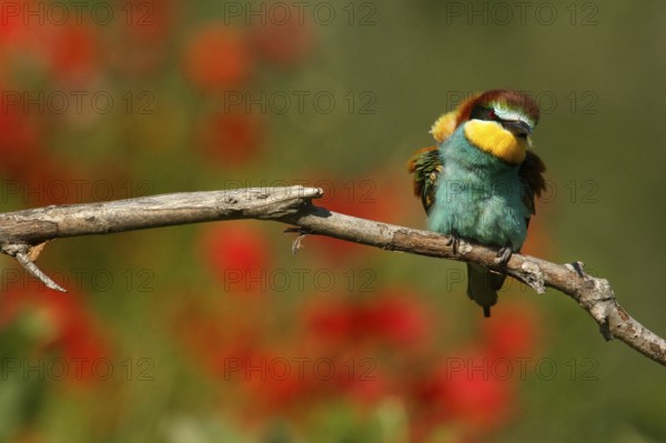 European Bee-eater (Merops apiaster), Piedmont, Italy