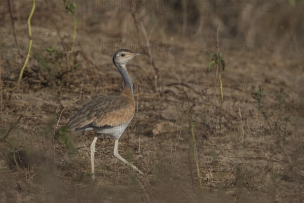 White-bellied Bustard (Eupodotis senegalensis) female, Senegal