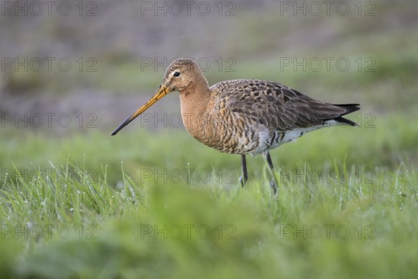 Uferschnepfe (Limosa limosa), Black-tailed Godwit, bei der Nahrungssuche, April, Insel Texel, Nordholland, Nordsee, Niederlande