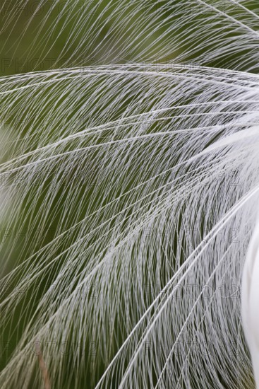 Great Egret (Ardea alba), Florida, USA