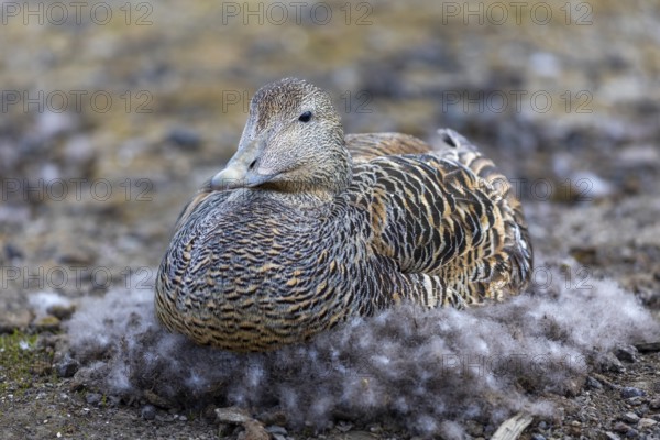 Eider duck (Somateria mollissima), hen brooding on the nest, duck birds (Anatidae), Aventdalen, Longyearbyen, Spitsbergen, Svalbard