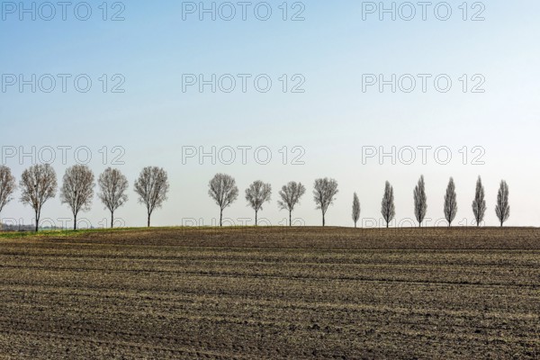 A long row of bare trees stands against a backdrop of a freshly tilled field in rural France. The landscape features a vibrant blue sky and rich brown earth, creating a serene atmosphere. Allier. Auvergne Rhone Alpes. France