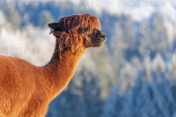 A brown alpaca (Vicugna pacos) stands in the early morning light on a frozen meadow in hilly terrain. A forest covered in hoarfrost can be seen in the background. Captive, Germany