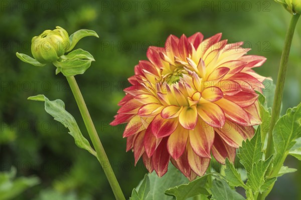 Dahlia (Dahlia), Münsterland, North Rhine-Westphalia, Germany