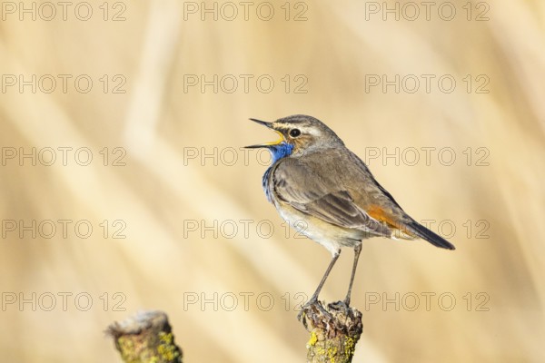 Bluethroat (Luscinia svecica cyanecula) ml Germany
