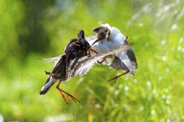 Two ruffs fighting in the air, wings spread, dynamic scene in green surroundings, ruff (Calidris pugnax, syn.: Philomachus pugnax), courtship display, France