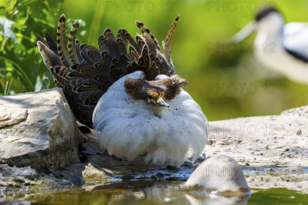 A bird lies close to the water, surrounded by stones and grass in a quiet environment, ruff (Calidris pugnax, Syn.: Philomachus pugnax), courtship display, France