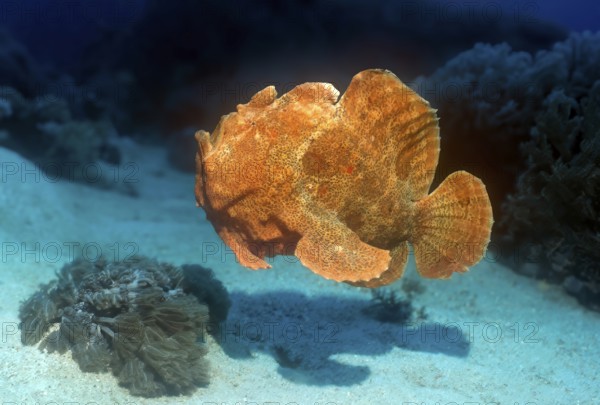 Giant frogfish (Antennarius commersoni) Giant frogfish Lurking hunter orange colour morph colour swims over sandy seabed shows all fins spread, Pacific, Philippine Sea, Visayas, Philippines