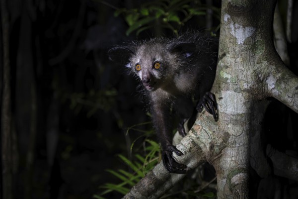 Pinniped (Daubentonia madagascariensis) in the lowland rainforests of eastern Madagascar