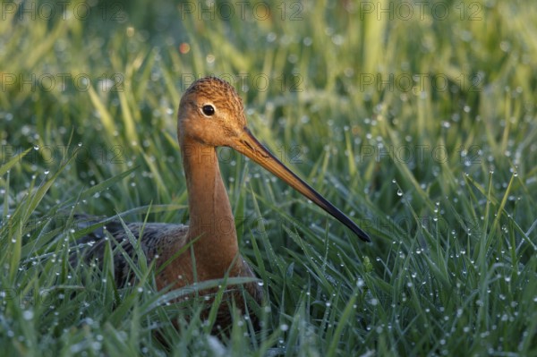 Black-tailed Godwit (Limosa limosa), Netherlands