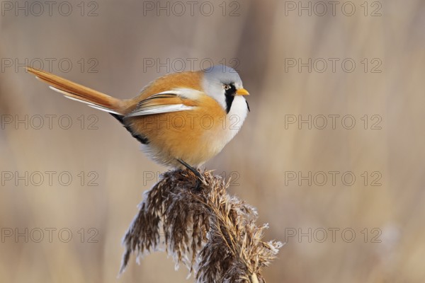 Bartmeise (Panurus biarmicus)