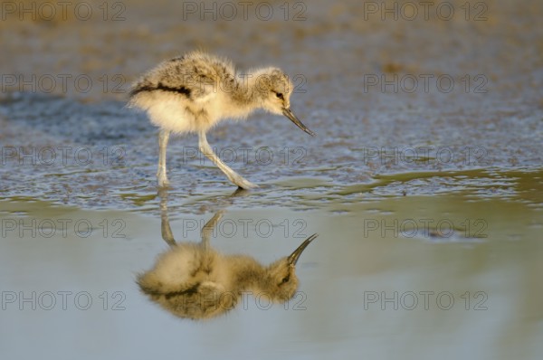 Saebelschnaebler (Recurvirostra avosetta), Avocet, Jungvogel bei der Nahrungssuche, mit Spiegelung, Juni, Insel Texel, Nordsee, Nordholland, Niederlande