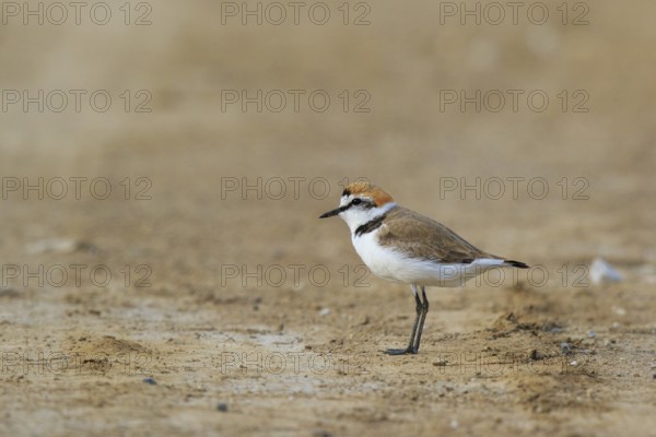 Kentish Plover (Charadrius alexandrinus) male, Greece