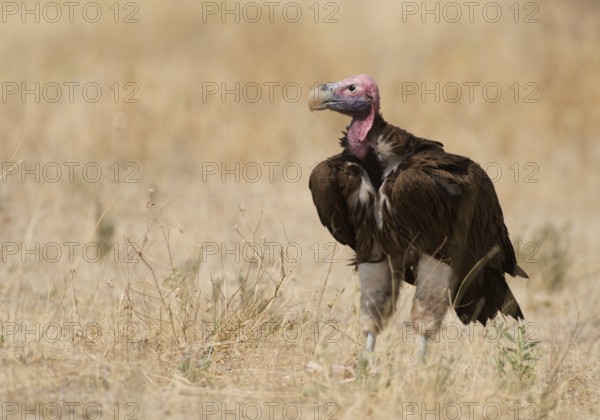 Lappet-faced Vulture (Torgos tracheliotos), Etosha, Namibia