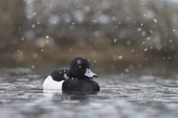 Tufted Duck (Aythya fuligula) male, Bavaria, Germany
