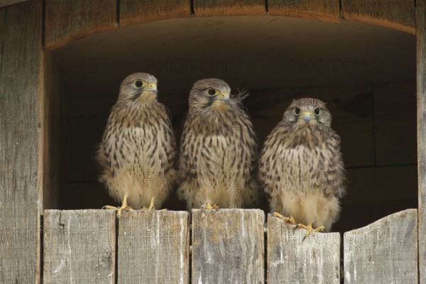 Common Kestrel (Falco tinnunculus) juvenile, Lower Saxony, Germany