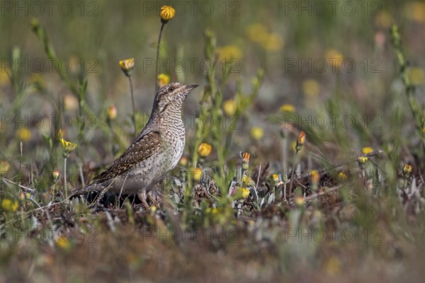 Eurasian Wryneck (Jynx torquilla), Saxony-Anhalt, Germany
