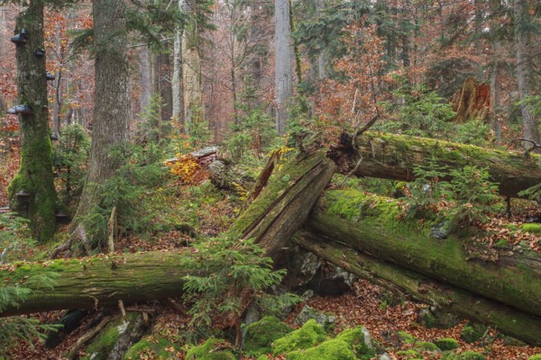 Deadwood in Primeval Forest Rothwald with autumn colors, Duerrenstein, Austria