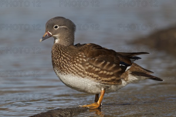 Mandarin Duck (Aix galericulata), Baden-Wuerttemberg, Germany