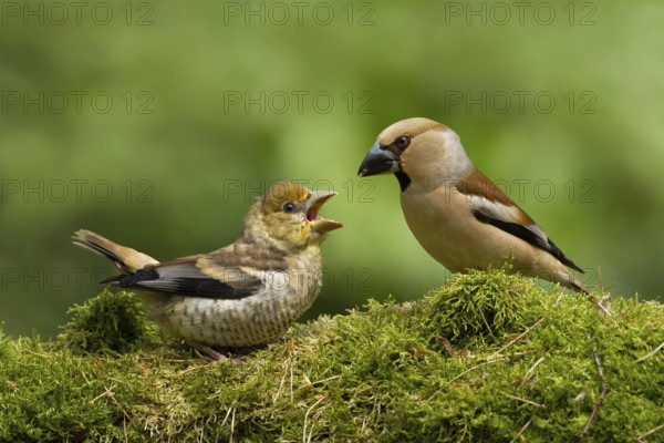 Hawfinch (Coccothraustes coccothraustes) female feeding young, Utrecht, Netherlands