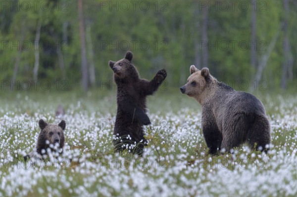 Eurasian Brown Bear (Ursus arctos) mother with cubs, Finland