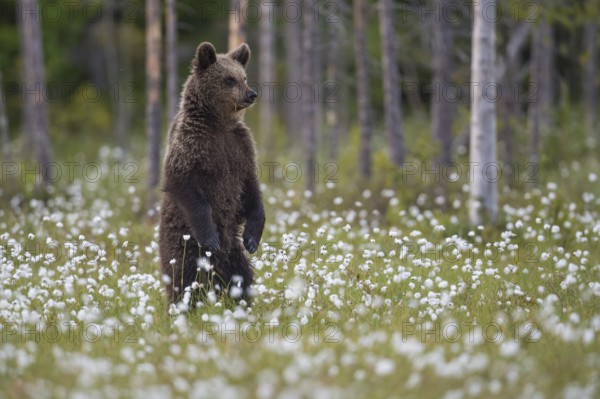 Eurasian Brown Bear (Ursus arctos) cub standing in white cottongrass, Finland