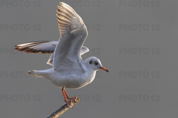 Black-headed Gull (Chroicocephalus ridibundus), North Rhine-Westphalia