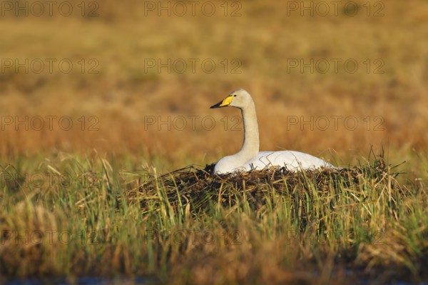 Whooper Swan (Cygnus cygnus) nest, Trollhaettan, Sweden