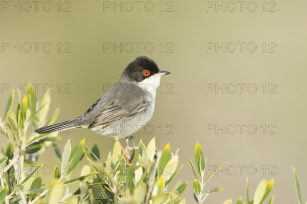 Sardinian Warbler (Sylvia melanocephala) male, Mallorca, Spain