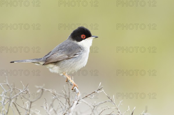 Sardinian Warbler (Sylvia melanocephala) male, Mallorca, Spain