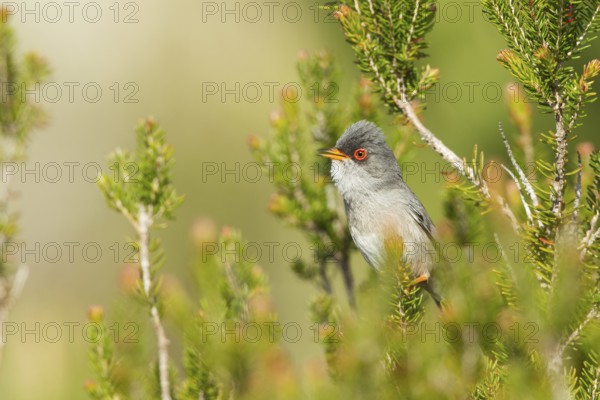 Balearic Warbler (Sylvia balearica) male singing, Mallorca, Spain
