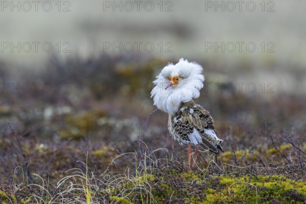 Ruff (Calidris pugnax) satellite male with white ruff in breeding plumage at lek in spring, Scandinavia