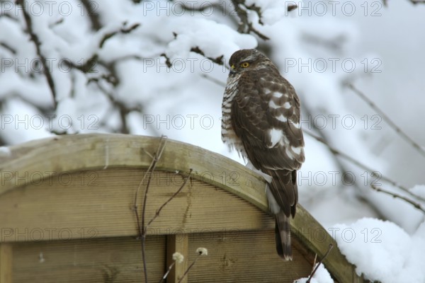 Eurasian Sparrowhawk (Accipiter nisus) male perched on a wooden partition wall in garden, Mecklenburg-Western Pomerania, Germany