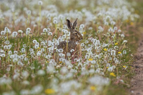 Feldhase (Lepus europaeus) sitzt in Wiese aus Löwenzahn (Taraxacum officinale), Schleswig-Holstein, Deutschland