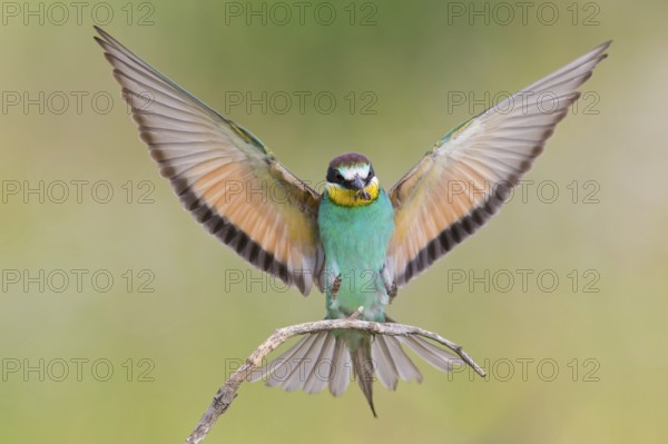 Bienenfresser, European Bee-eater, Bee-Eater, European Bee Eater, Merops apiaster, Guêpier d'Europe, Abejaruco Común