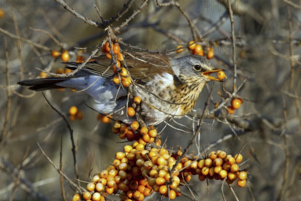 Fieldfare (Turdus pilaris) feeding on berries of Common sea buckthorn (Hippophae rhamnoides), Mecklenburg-Western Pomerania, Germany