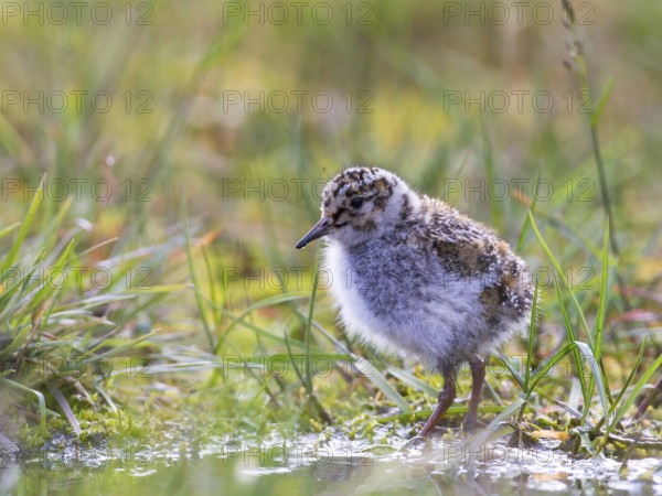Purple Sandpiper (Calidris maritima) chick, Spitsbergen, Norway