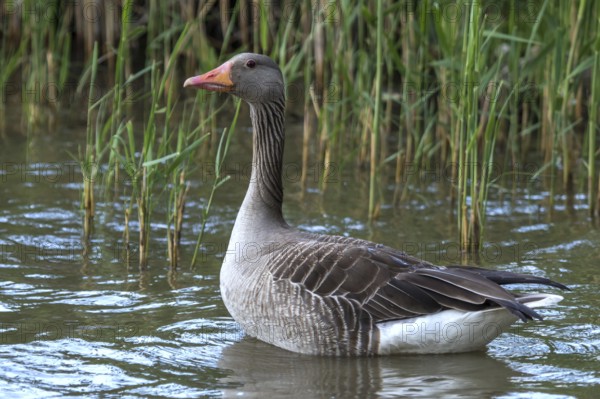 Greylag Goose (Anser anser) standing in water, Mecklenburg-Western Pomerania, Germany