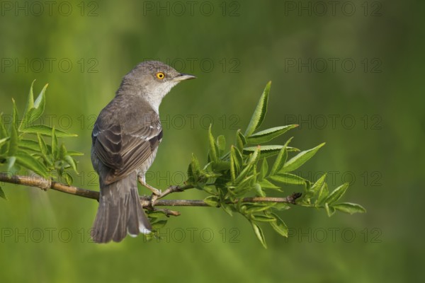 Barred Warbler - Sperbergrasmücke - Sylvia nisoria ssp. nisoria, Austria, adult male
