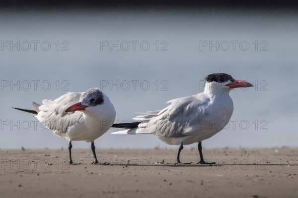 Caspian Tern (Hydroprogne caspia) on beach, Senegal