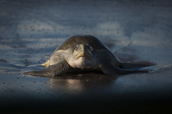 Olive Ridley sea turtles (Lepidochelys olivacea) return to the Costa Rican beaches where they hatched every year by the thousands. Driven by atavistic evolutionary traits, females makes this epic effort as they have done for millions of years in order to pass on their genes to a new generation. Emerging at the edge of light, the female turtles struggle to near exhaustion while laying the eggs. Two months later, hatchlings emerge and though as few as 1% may survive, a new generation is born, and the cycle continues