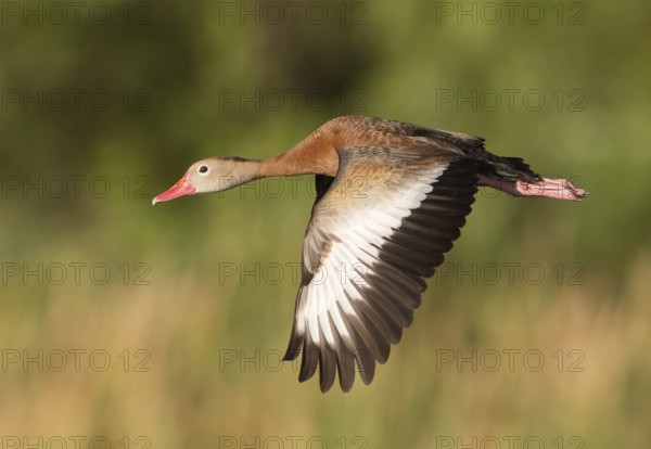 Black-bellied Whistling Duck (Dendrocygna autumnalis) flying, Florida, USA