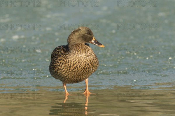 Mallard (Anas platyrhynchos) female on ice, Bavaria, Germany
