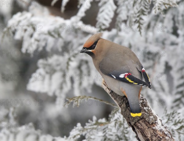 Bohemian Waxwing, Bombycilla garrulus, perched in the frost in Saskatoon, Saskatchewan, Canada