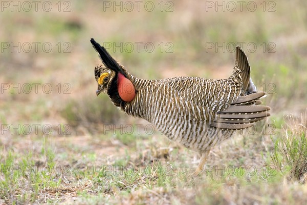 Lesser Prairie-Chicken Tympanuchus pallidicinctus Milnesand, New Mexico, United States 11 May Adult Male displaying Phasianidae