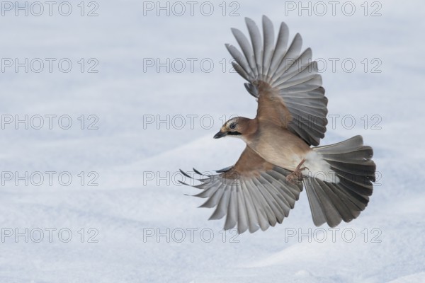 Eurasian Jay (Garrulus glandarius) flying, Lower Saxony, Germany