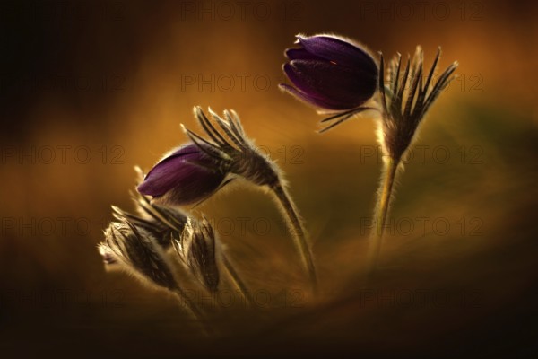 Evening light photo with beautiful flower pasque flower. Sunset in the nature. Orange light with blooming flower. Wildlife in the central Europe