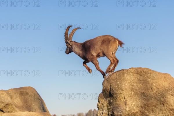 A male ibex (Capra ibex) leaps from rock to rock in the warm evening light. A blue sky can be seen in the background. Carinthia, Austria